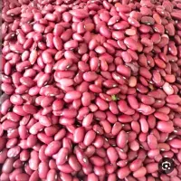 لوبیا قرمز درجه یک