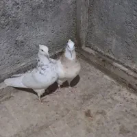 3عددکبوتر طوقی کاغذی و دوتا سرور مهر|پرنده|قم, بلوار امین و ساحلی|دیوار