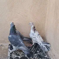 سرور بلژیکی مسافتی اصل|پرنده|قم, حاج زینل|دیوار