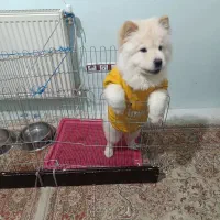 سگ چاو چاو