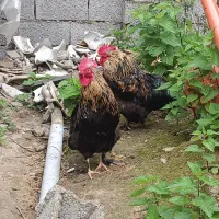 خروس دو رگه برهمایی پاپر پاکوتاه