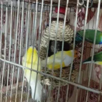 فنچ گلدین|پرنده|تهران, شهرک فردوس (حسینی)|دیوار