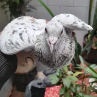 کفتر سرور دورگ هفت رنگ ماده