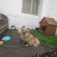 پامر روباهی|سگ|اشتهارد, |دیوار