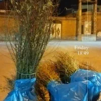 نهال تضمینی و با کیفیت|خدمات باغبانی و درختکاری|سنندج, |دیوار