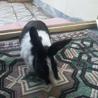 خرگوش|موش و خرگوش|بروجرد, |دیوار