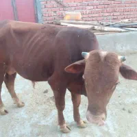 نیازمند کارگرگاوداری همراه خانواده با بیمه