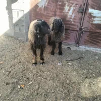 میش شیشک قوچ بختیاری|حیوانات مزرعه|مبارکه, |دیوار