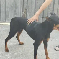 دوبرمن ماده اوکراینی اصیل.معاوضعه|سگ|آستانه سرا, |دیوار