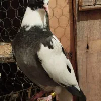 کبوتر شاپر|پرنده|چرداول, |دیوار