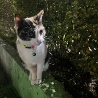 واگذاری رایگان گربه