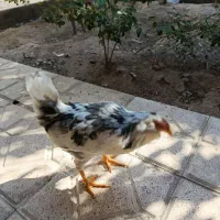 خروس چینی|پرنده|مرند, |دیوار