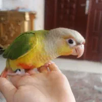 گرینچیک دستی