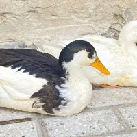 اردک
