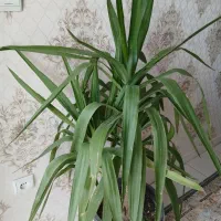 گل زامفولیا و آکلونما