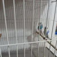 جفت مرغ عشق