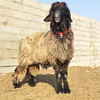 بره قوچی|حیوانات مزرعه|شیراز, گچی|دیوار