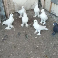 کبوتر لوطی..