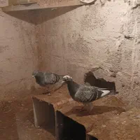 کبوتر شامی مسافتی|پرنده|باسمنج, |دیوار