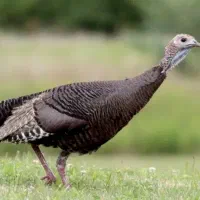 بوقلمون محلی