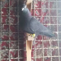 کبوتر دم زرد دم سفید|پرنده|مرودشت, کناره|دیوار