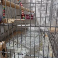 فنچ|پرنده|شاهین‌شهر, طالقانی|دیوار