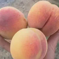 ارسال و تحویل مستقیم از نهالستان