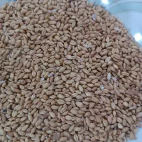 گندم و جو|عمده‌فروشی|کوهدشت, |دیوار