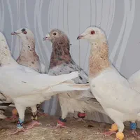 ۱۶تاسار گردن زرد همه نر|پرنده|مشهد, قائم|دیوار