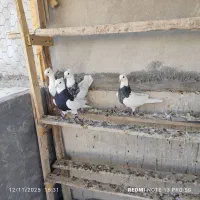 کبوتر|پرنده|ایلام, |دیوار