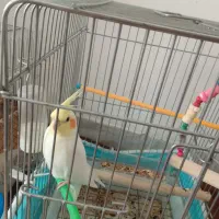 عروس هلندی مولد تخم گذار و جوجه|پرنده|گلپایگان, |دیوار