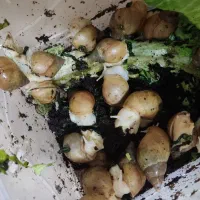 حلزون آلبینو|خزنده|همدان, |دیوار