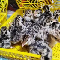 پرورش رایگان بوقلمون|استخدام صنعتی، فنی، مهندسی|اهواز, زندوکیلی|دیوار