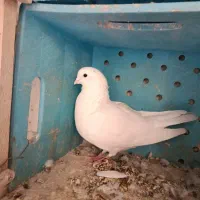 کبوتر|حیوانات|کرمانشاه, |دیوار