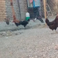 تعدادی مرغ خروس خانگی فروخته میشود|پرنده|ایرانشهر, |دیوار