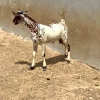 حامله و کوچک|حیوانات مزرعه|سمنان, |دیوار