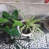 بنفشه افریقایی و گندمی .پنجره.سینگونیوم .انجیری|گل و گیاه طبیعی|رشت, علی آباد|دیوار