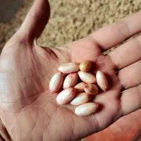 بادام زمینی دشت مغان عمده و کره بادام