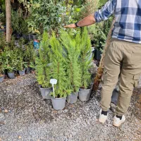 کامیس پالم یاس هلندی و سرو و شمشاد|خدمات باغبانی و درختکاری|فلاورجان, |دیوار