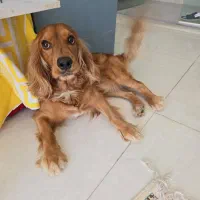 سگ گمشده|سگ|مشهد, چهارچشمه|دیوار