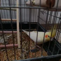 4عروس هلندی و یه دونه جوجه|پرنده|هشتگرد, خور|دیوار