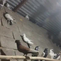 کبوتر ساعتی