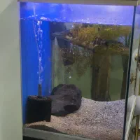 ماهی چانا به همراه اکواریوم وارداتی