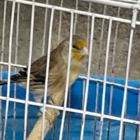 سهره قناری وقناری