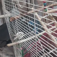 طوطی عروس|پرنده|رشت, اسماعیل آباد|دیوار