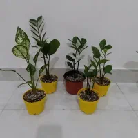 گلــهــای زیـبـا زاموفیلیا