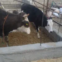 اصل هلشتاین.سیمینتال ماده|حیوانات مزرعه|زرین دشت (همدان), |دیوار