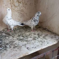 کبوتره پرشی خوش خال|پرنده|ساوه, |دیوار