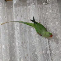 شاه طوطی|پرنده|آستانه اشرفیه, |دیوار