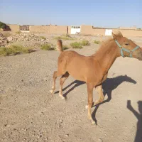 کره نریان ۶ماه شیر کامل